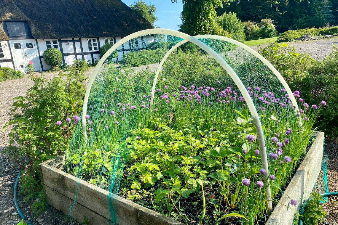 Strawberries in raised beds