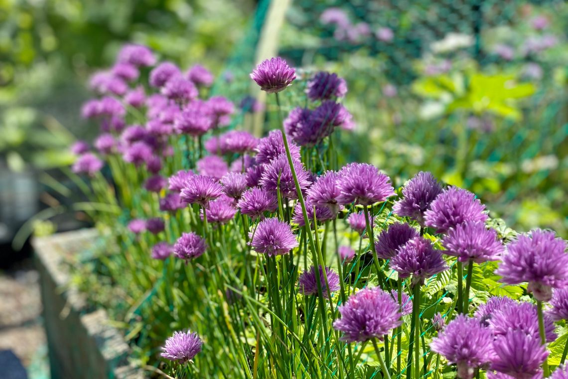 Strawberries in raised beds with chives