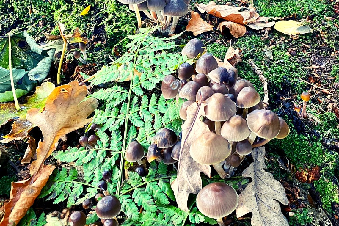 Mushrooms