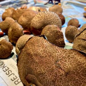 Mushrooms