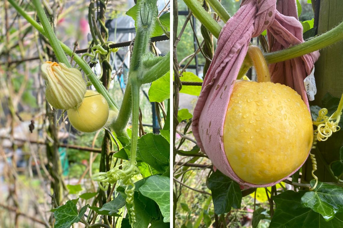 Pumpkins growing in the garden