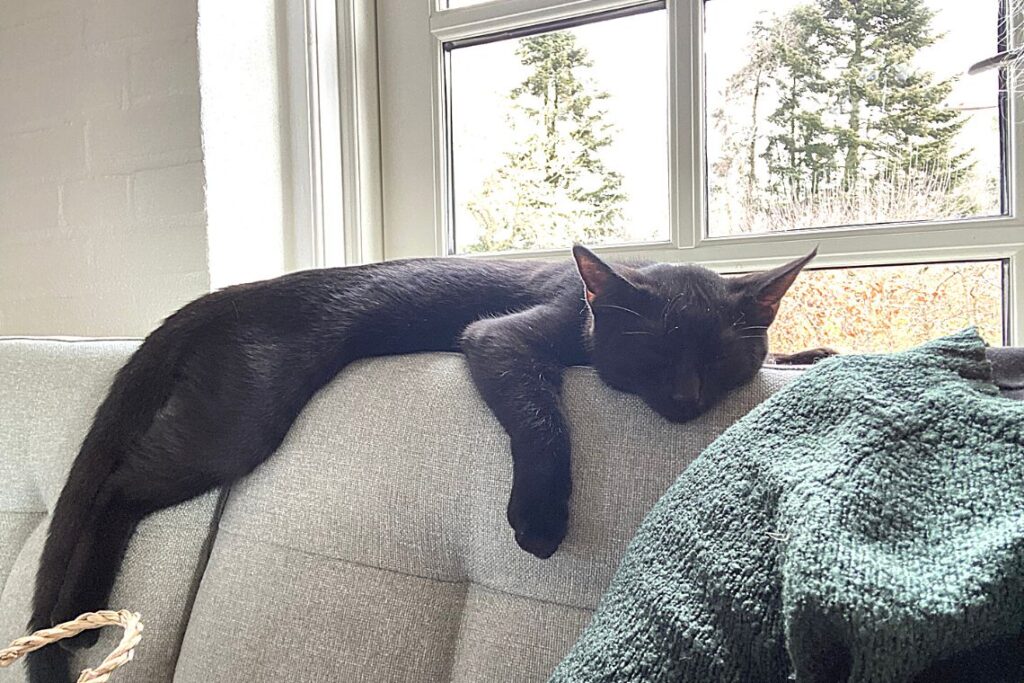Katten Ink sover i sofaen