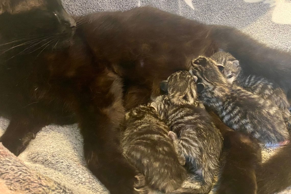 Katten Ink og fire små killinger