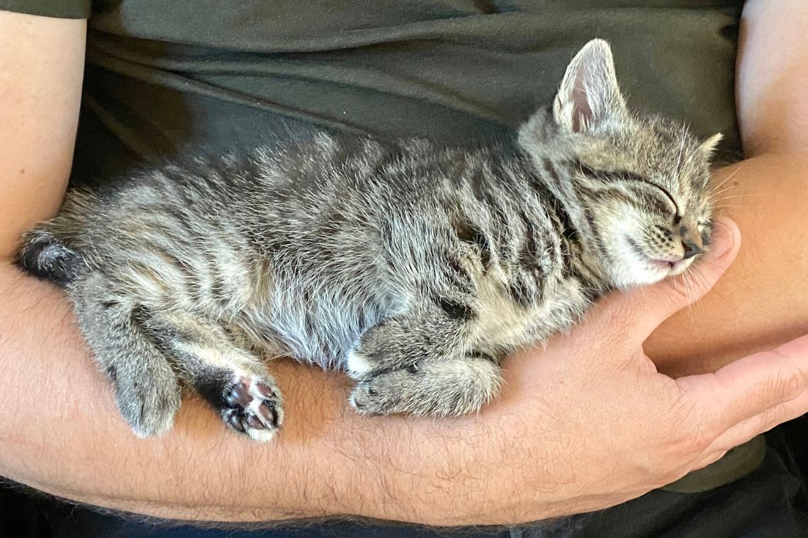 Kattekilling der sover