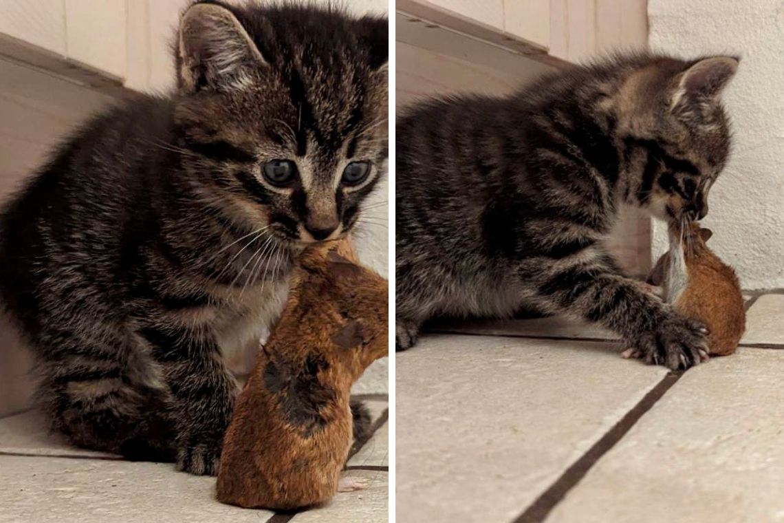 Kattekilling med mus