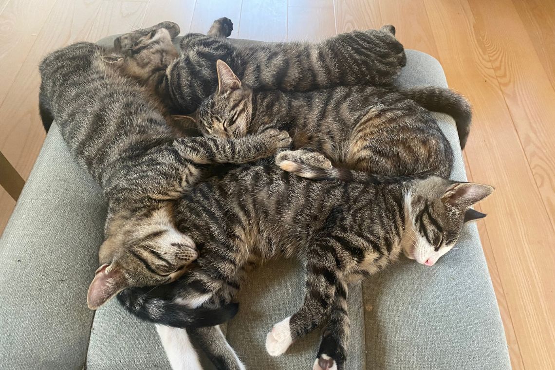 Katte der sover sammen