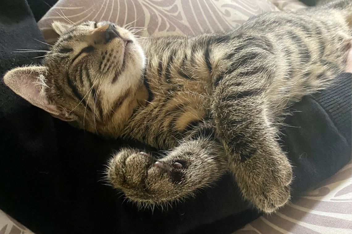 Kat der sover