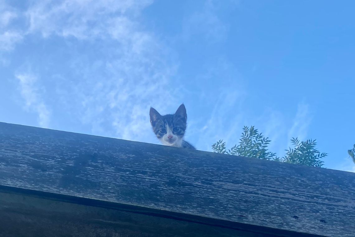 Kat på taget af carport
