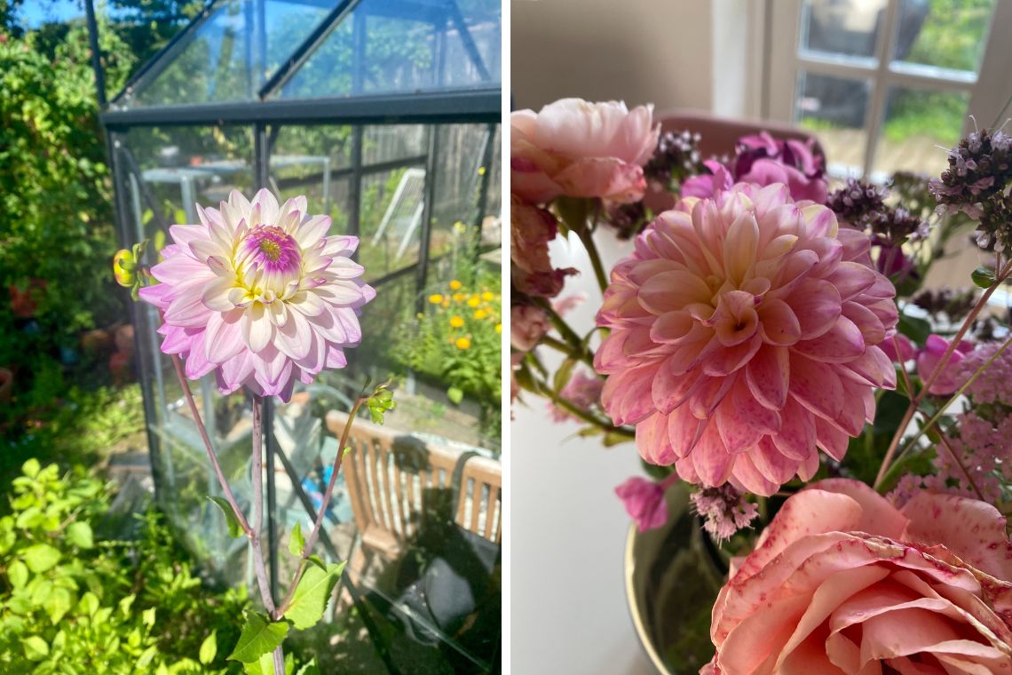 Dahlia i haven og i vase