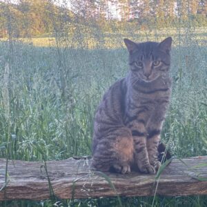 Katten Hr. Mimi