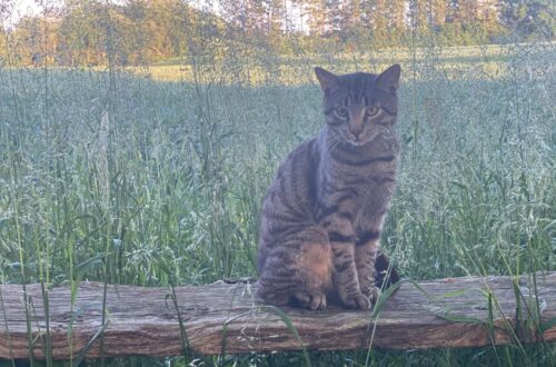 Katten Hr. Mimi