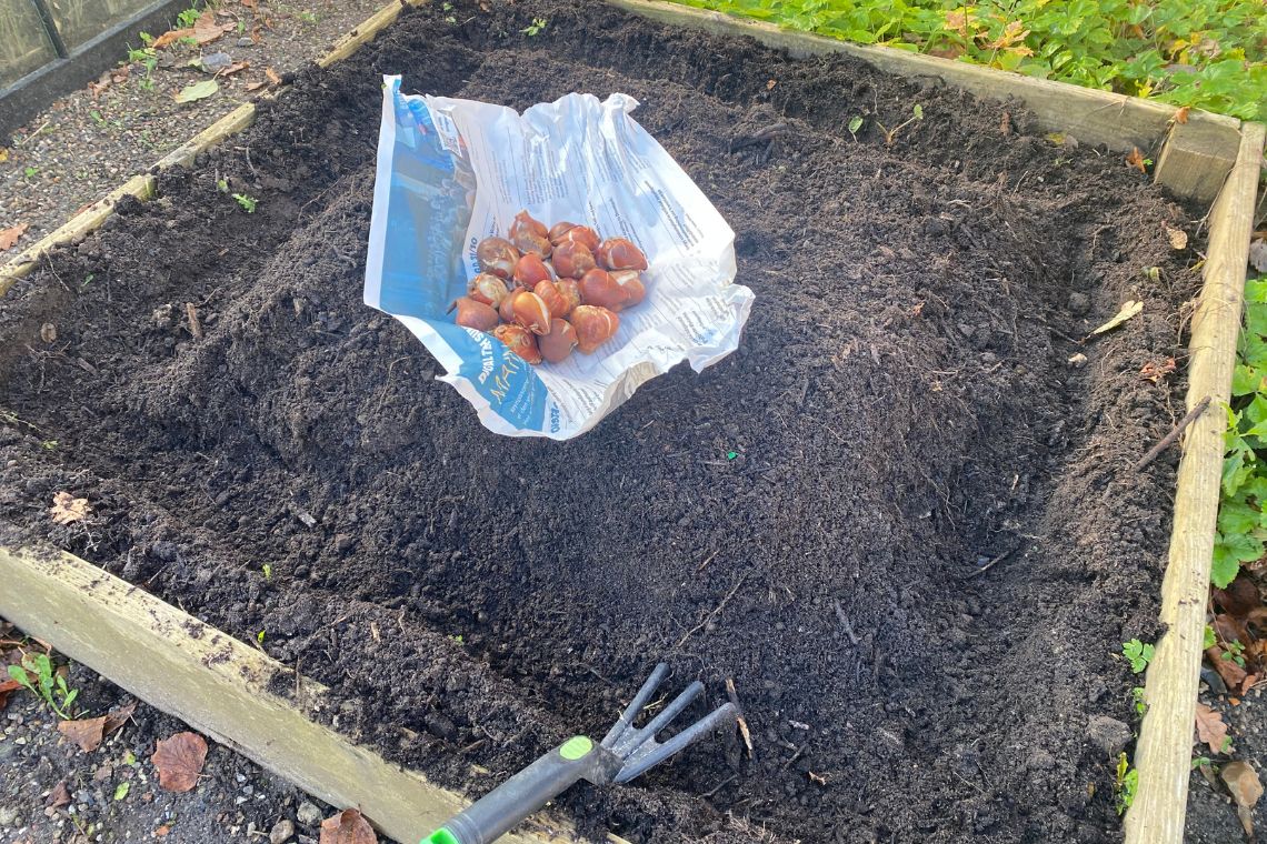 Plantning af tulipaner