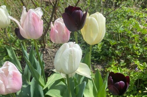 Tulipaner i haven