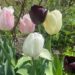 Tulipaner i haven