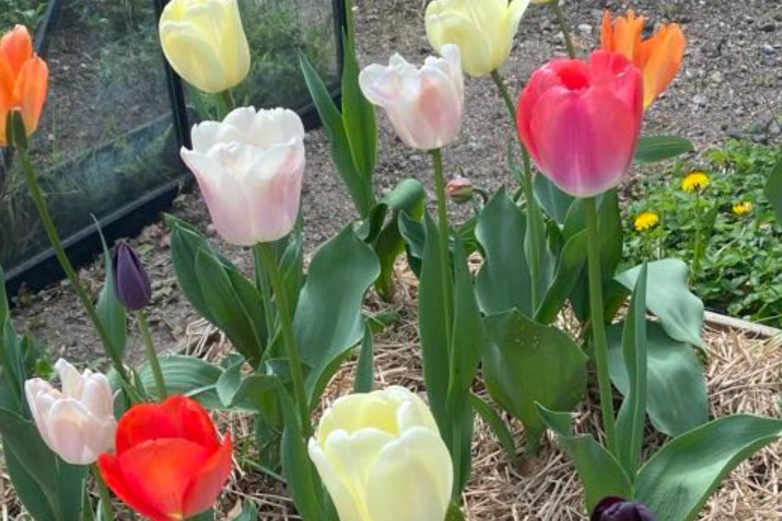 Tulipaner i haven