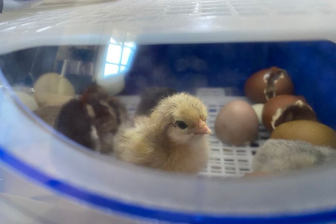 Udruget hønseæg til kyllinger