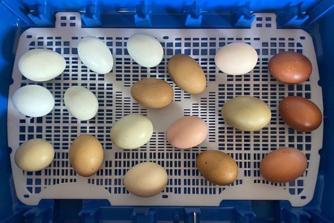 Udruget hønseæg til kyllinger