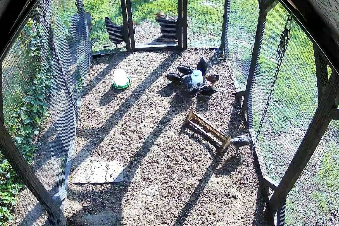 Kyllinger i hønsegården