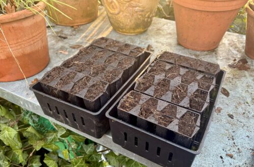 Verbena og valmue i såbakker