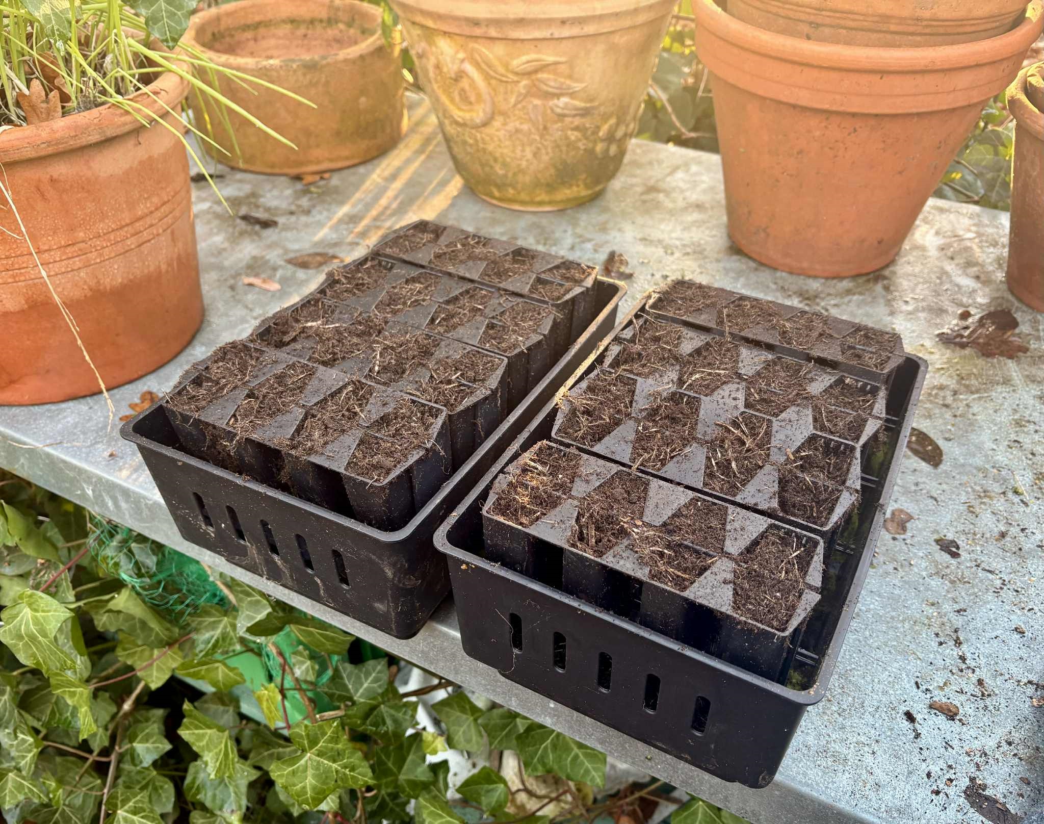 Verbena og valmue i såbakker