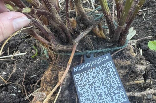 Dahlia med QR kode