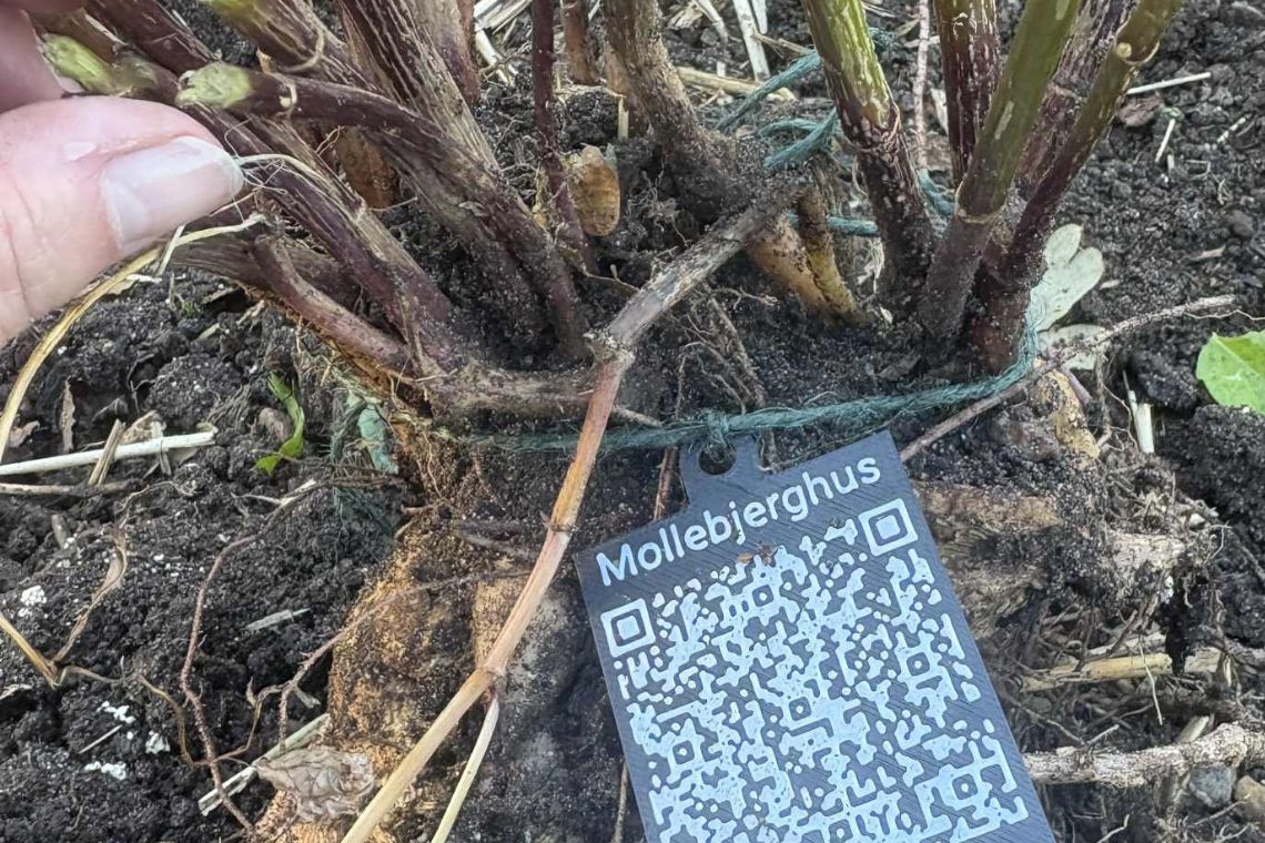 Dahlia med QR kode
