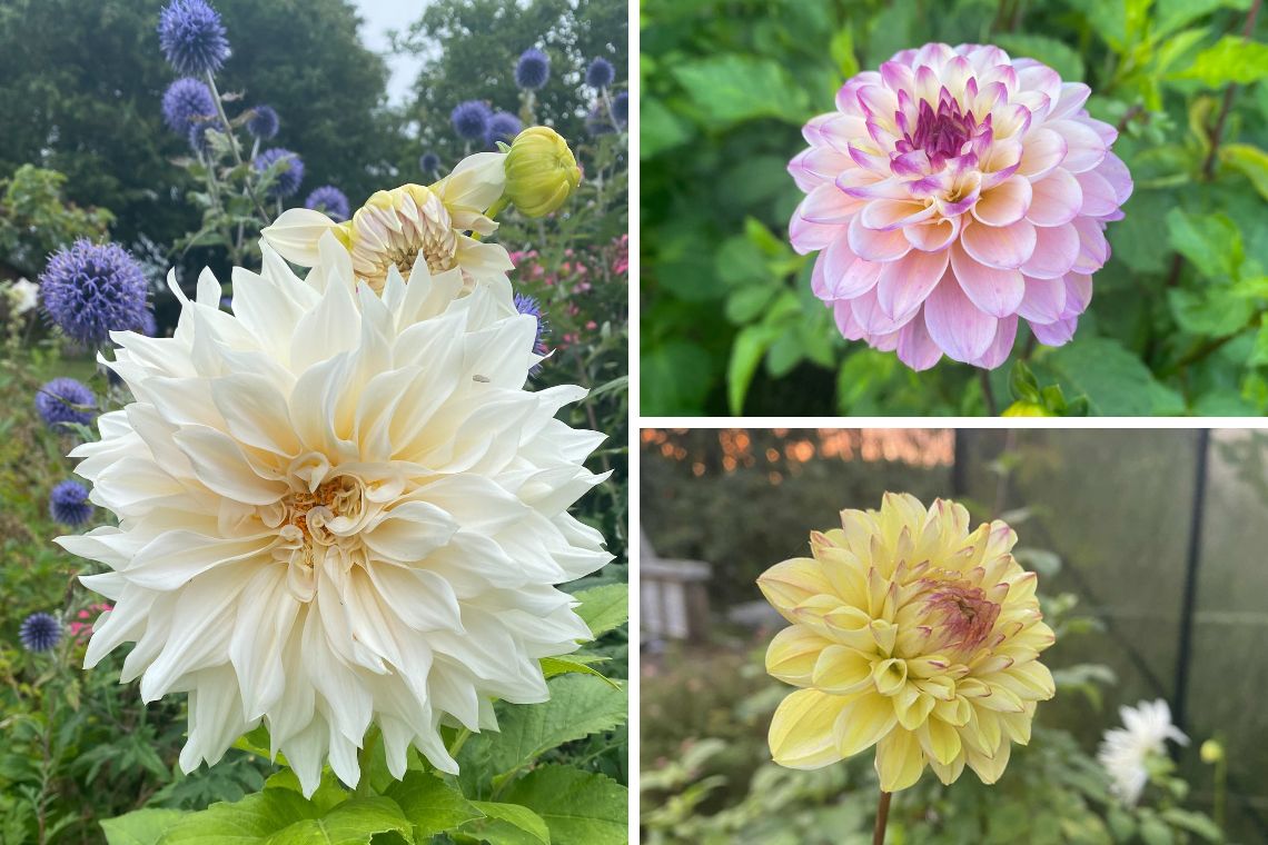 Dahlia i min have